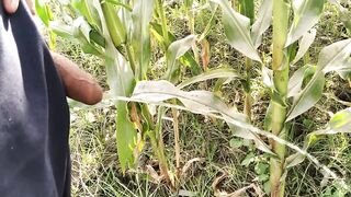 Big Cock Pissing in Corn Field