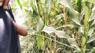 Big Cock Pissing in Corn Field