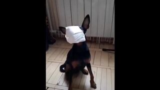 Cute Dog Puts on Mask for Protection of the CoronaVirus!