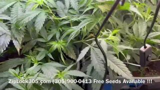 Gorilla ???? Glue Grow , Weed Grow Seeds Available at: (305)900-0413