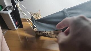 Pussy wants you to take care of her, so she plays tricks under the desk ... .