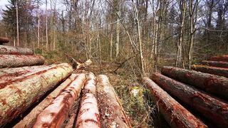 Titslapping between the wood logs